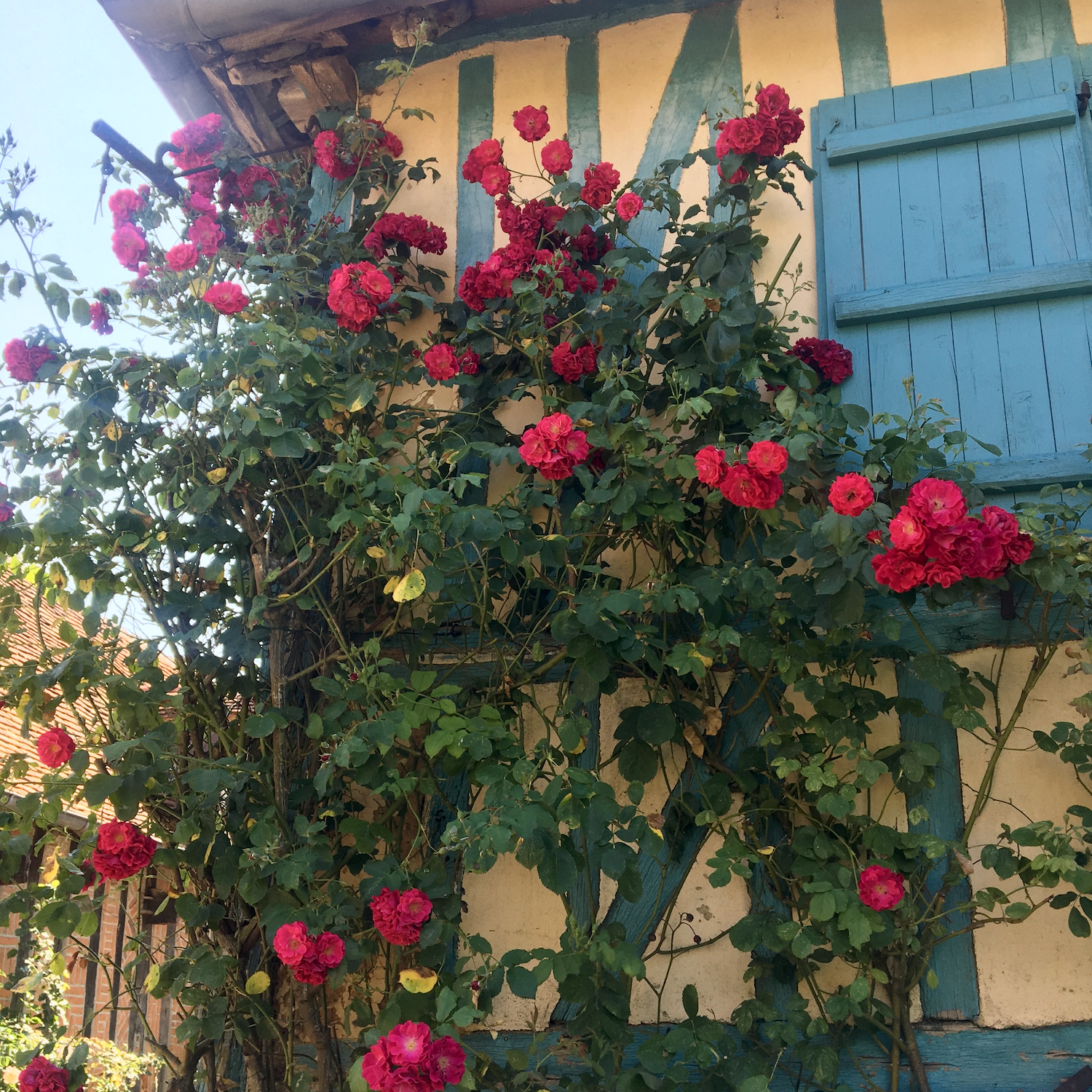Roses grimpantes sur une façade à colombages à Gerberoy